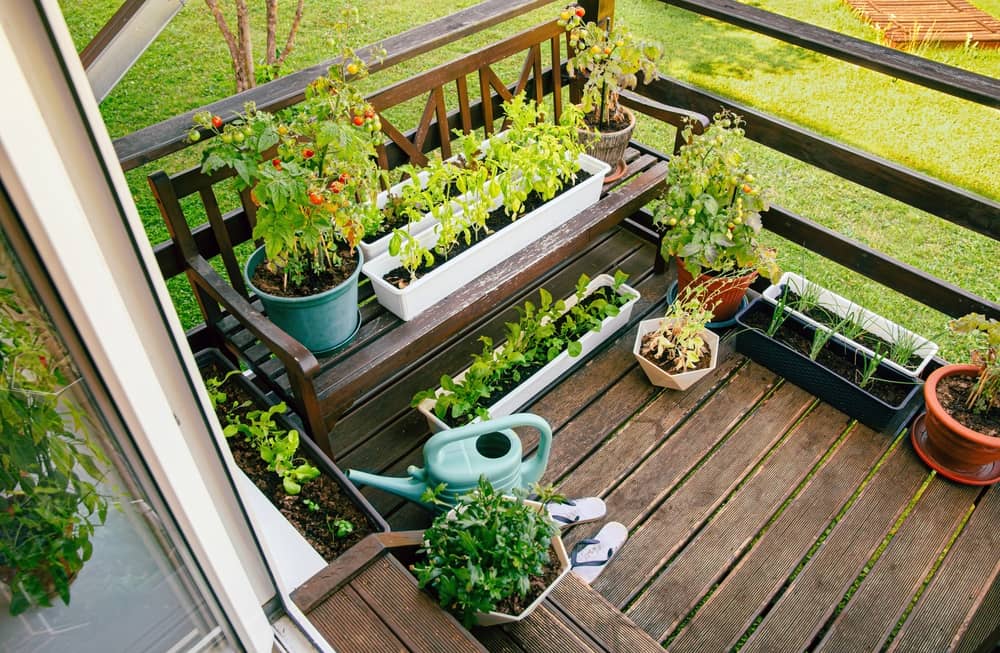 Arbustes à petits fruits pour un jardin vivrier et un balcon