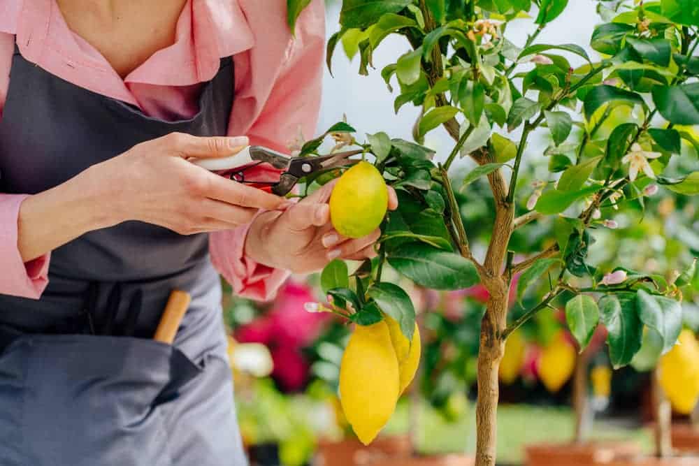 Comment planter un citronnier ?