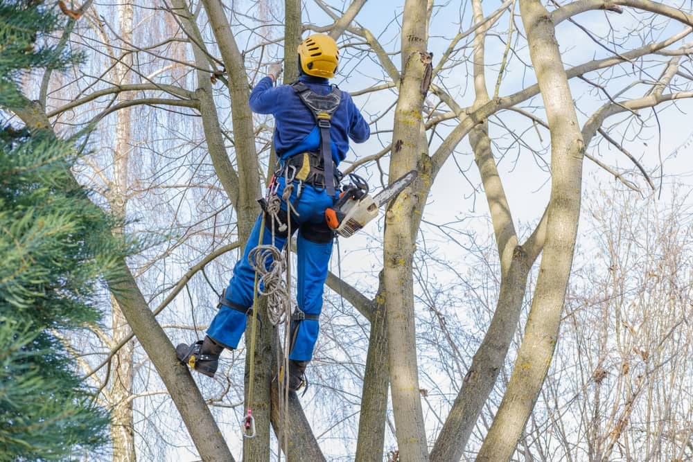 Elagage d’arbres : les mesures de sécurité à prendre