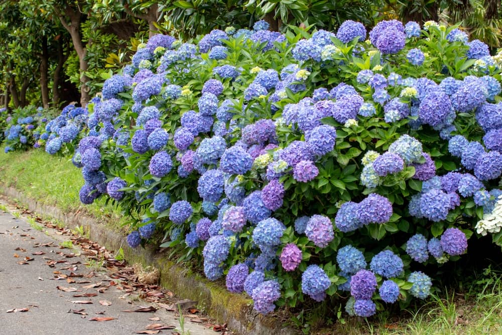 Plantez un hortensia, pour un jardin coloré