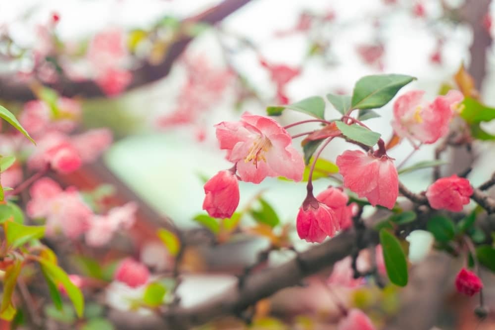 Quelques arbres fruitiers décoratifs