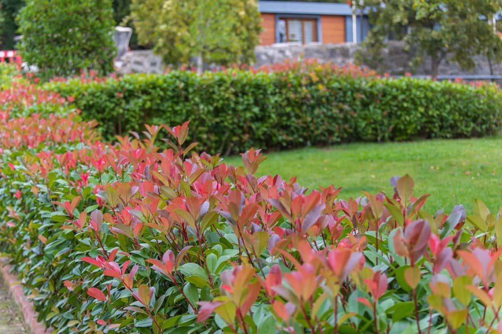 Quelles plantes choisir pour une haie de jardin ?